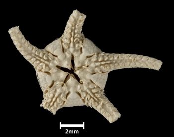 Media type: image;   Invertebrate Zoology OPH-757 Description: Bottom up view of single ophiuroid specimen with a scale bar.;  Aspect: ventral